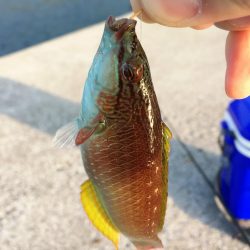 ガシラとベラがぽつぽつ釣れました@小島漁協・城ヶ崎